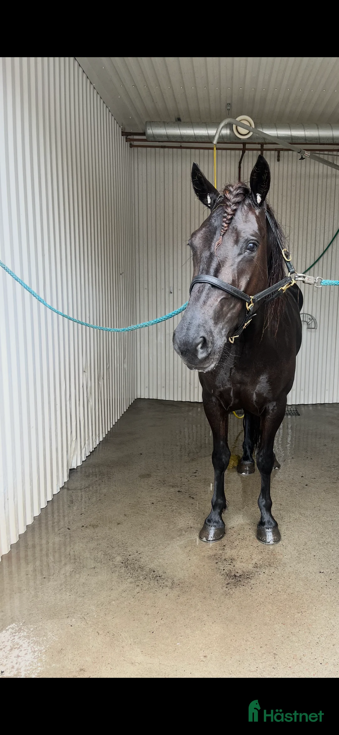 Allround hästar till salu: Kallblodsto - Annons 2