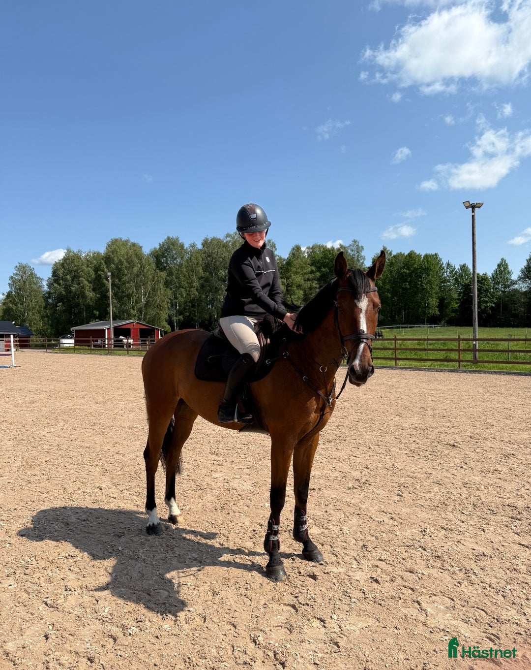 Hoppning hästar till salu: Lyxig hobbyhäst i Avesta - Annons 2