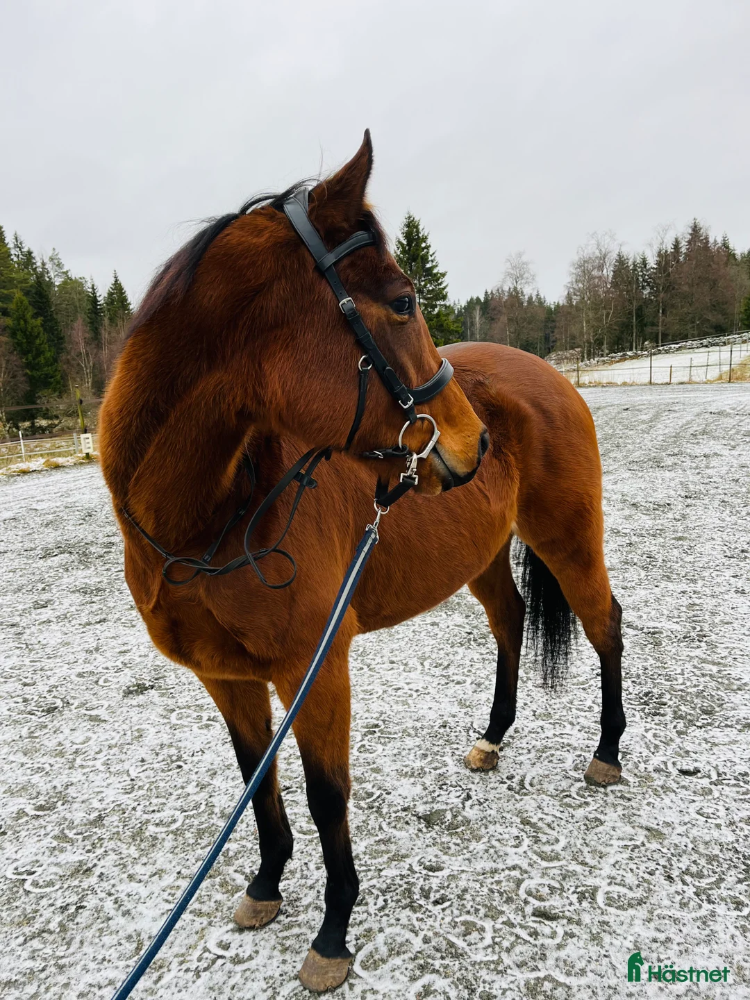 Allround hästar till salu: 5-årigt energiskt fullblod - Annons 4