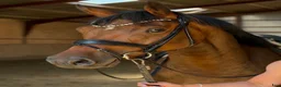 Dressyr hästar till salu: Top rideability and blodlines - Annons 3