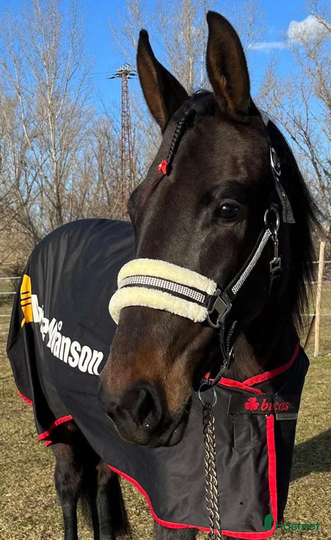 Trav hästar till salu: URGENTLY For sale against bid or leasing i Malmö - Annons 3