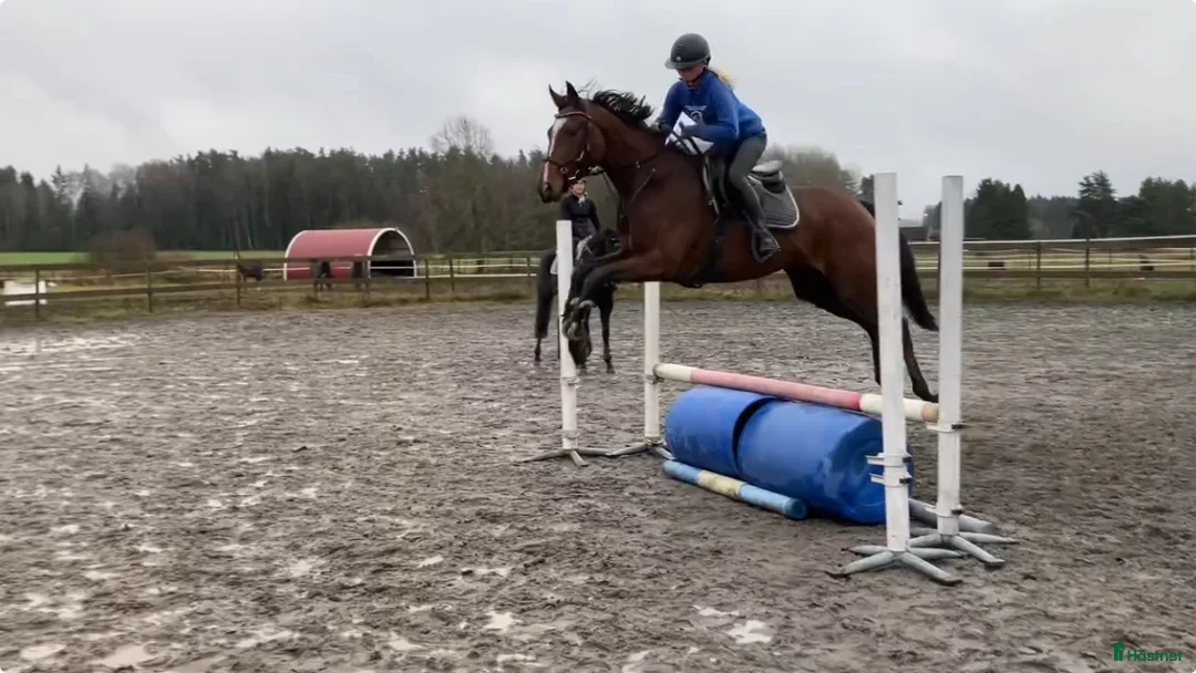 Allround hästar till salu: Lovande Gummiboll ⭐️ i Skara - Annons 1