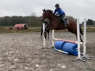 Allround hästar till salu: Lovande Gummiboll ⭐️ i Skara - Annons 3