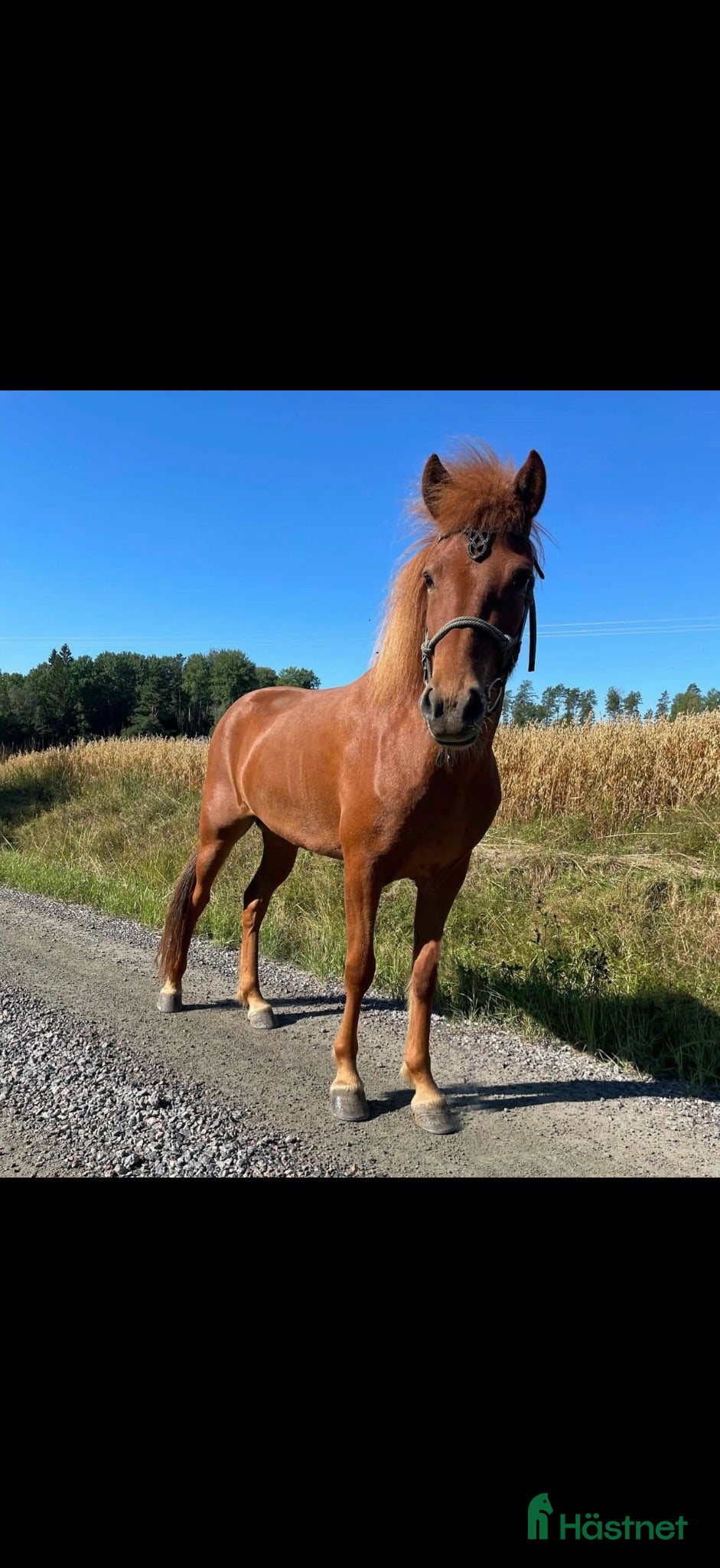  hästar 🧡ungsto efter Midas fra kaldbak🧡 - Annons 3