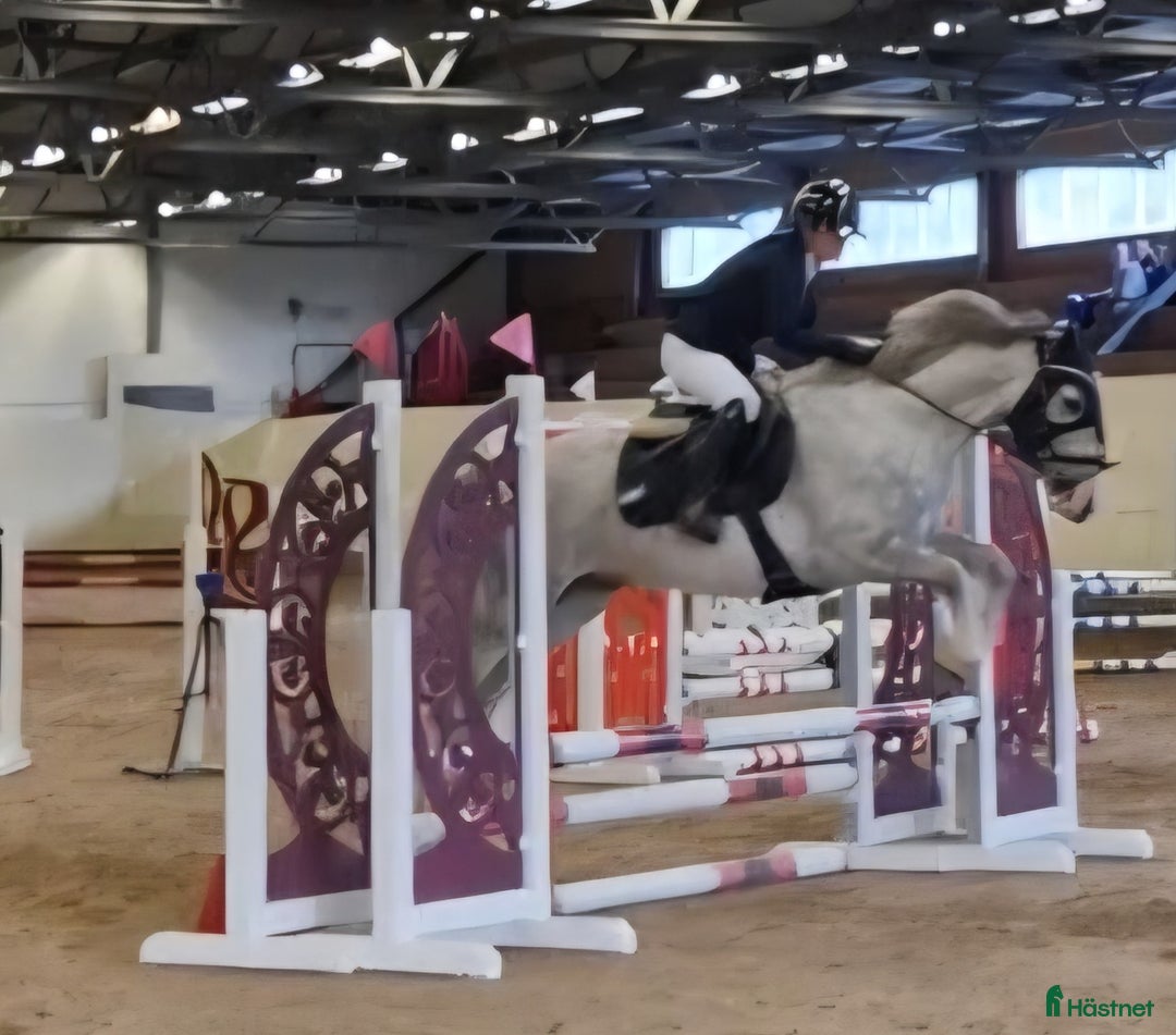 Allround hästar till salu: Supertrevlig pigg ponny med kapacitet i Västerås - Annons 1