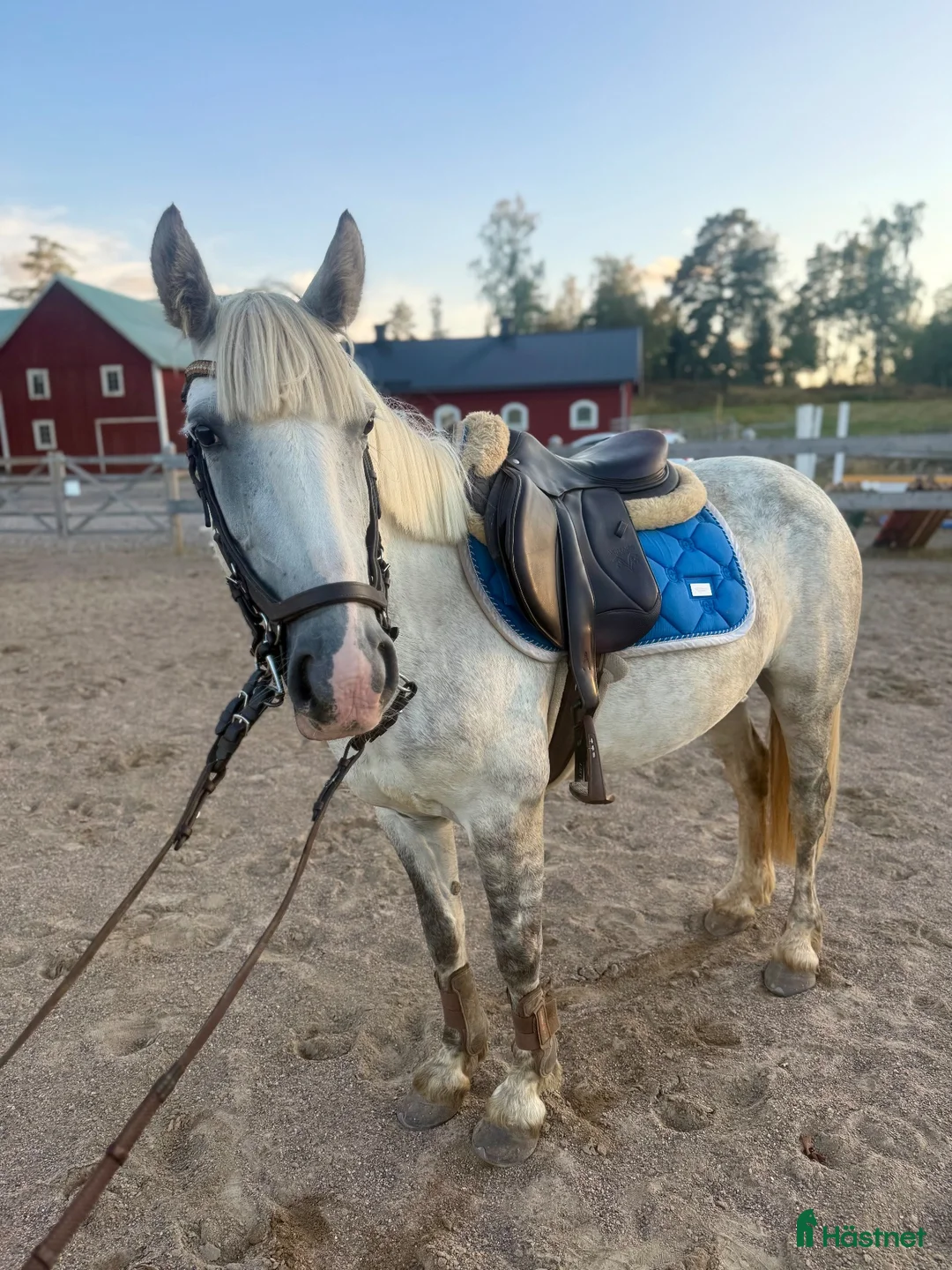 Hoppning hästar till salu: Bästa vän söker nytt 🏠 - Annons 1