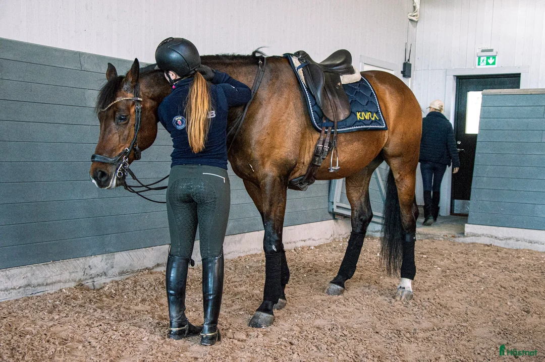  hästservice finnes: Inridning, tillridning och/eller försäljning i Askersund - Annons 5