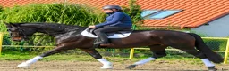 Allround hästar till salu: Fantastic half silesian partner for everybody - Annons 1