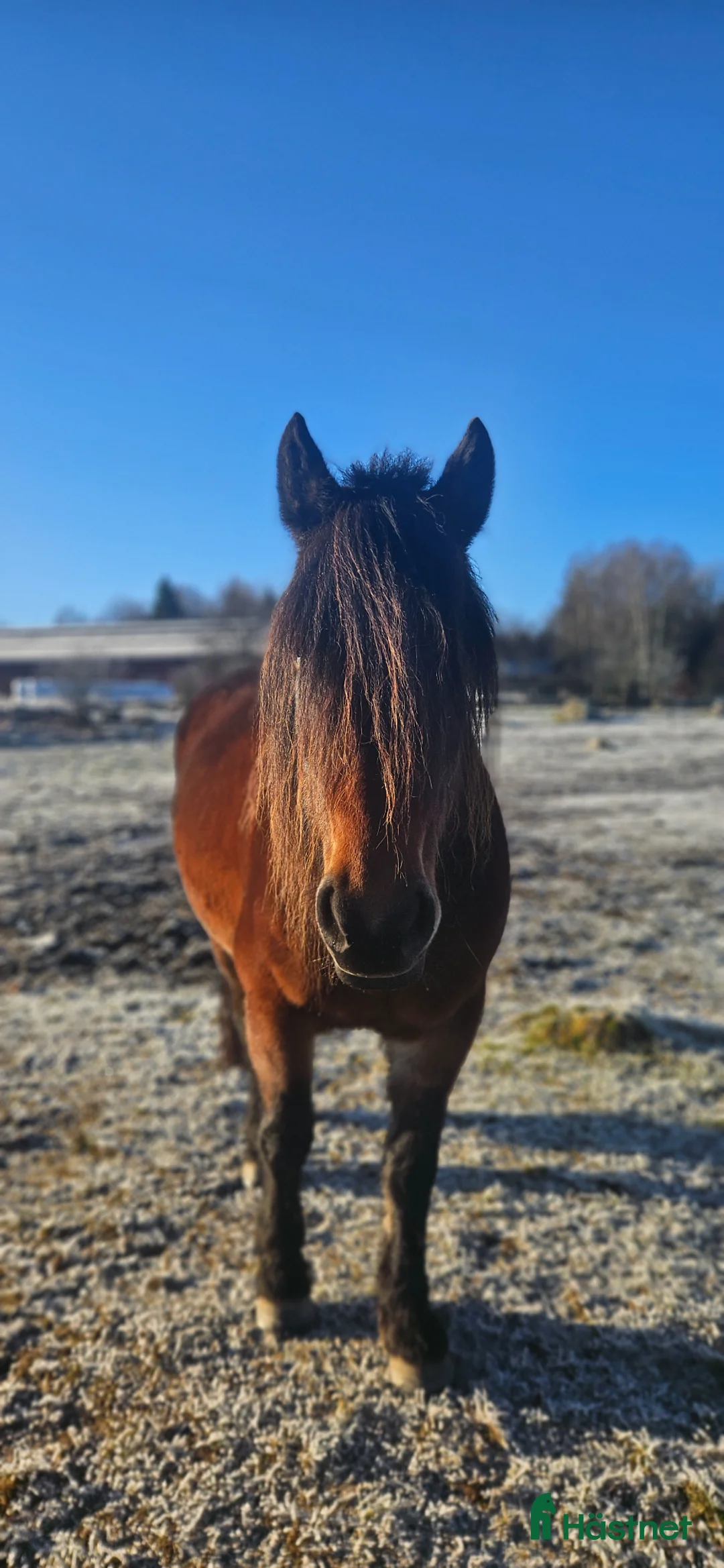 Allround hästar till salu: Social och fartfylld ung dam - Annons 1