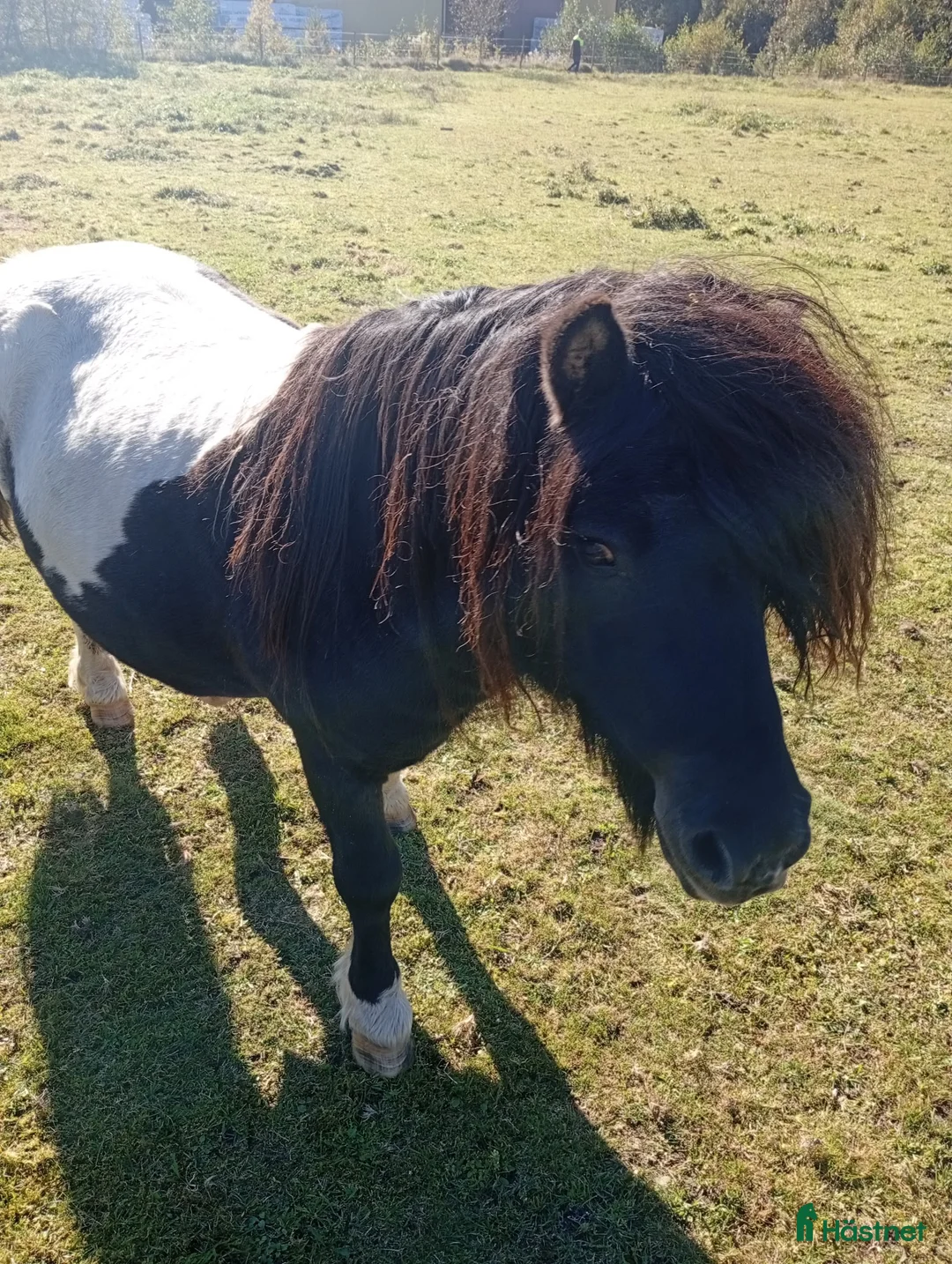 Allround hästar till salu:  Hingsten conny i Östra Frölunda - Annons 3
