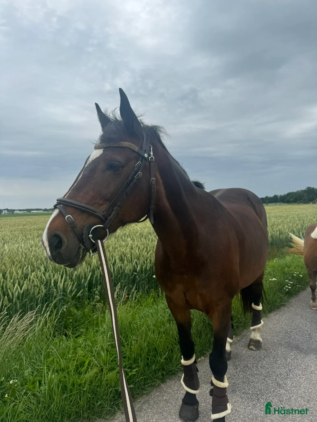 Allround hästar till salu: Snäll D-ponny söker sitt för alltid hem - Annons 4