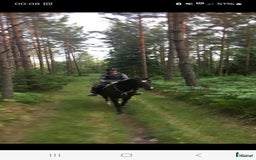  foderhäst finnes: Fodervärd/samarbete sökes Östergötland  i Kolmården - Bild 2