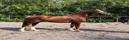 Allround hästar till salu: Welsh Cob val med super temperament - Annons 2