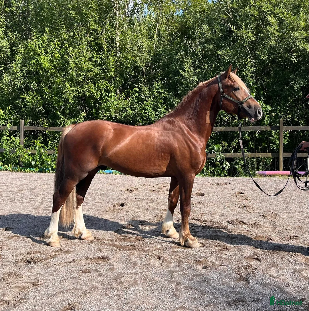 Allround hästar till salu: Welsh Cob val med super temperament - Annons 2