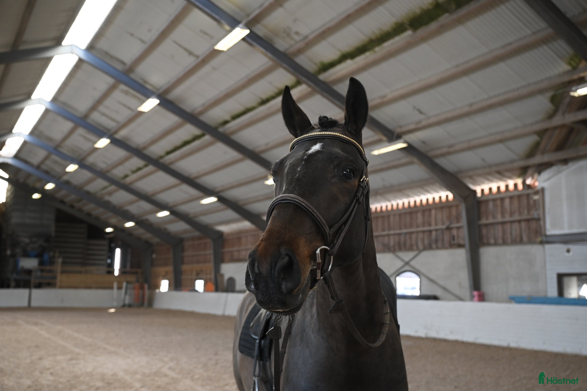  hästar Lovande 4-årig valack med härlig inställning - Annons 9