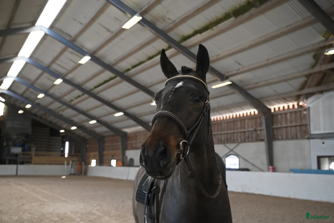 Dressyr hästar till salu: Lovande 4-årig valack med härlig inställning - Annons 1