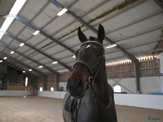 hästar Lovande 4-årig valack med härlig inställning - Annons 9