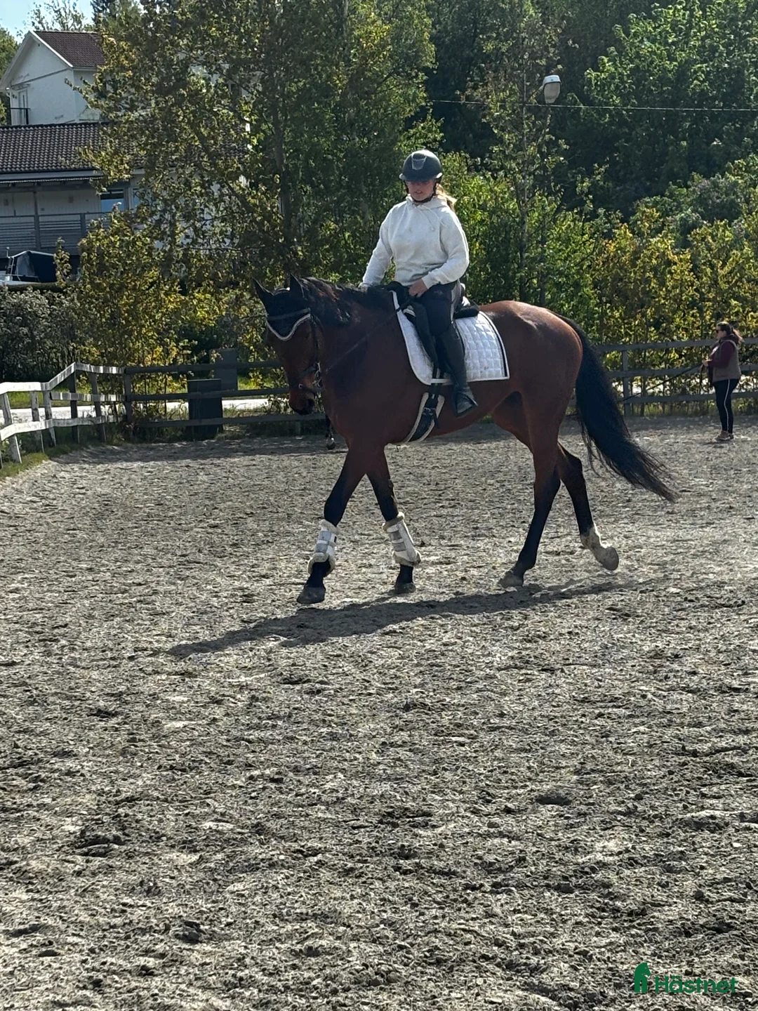 Allround hästar till salu: Personligt fullblodssto med mycket känsla - Annons 4