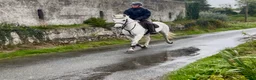 Allround hästar till salu: 5yo Connemara gelding - Annons 2