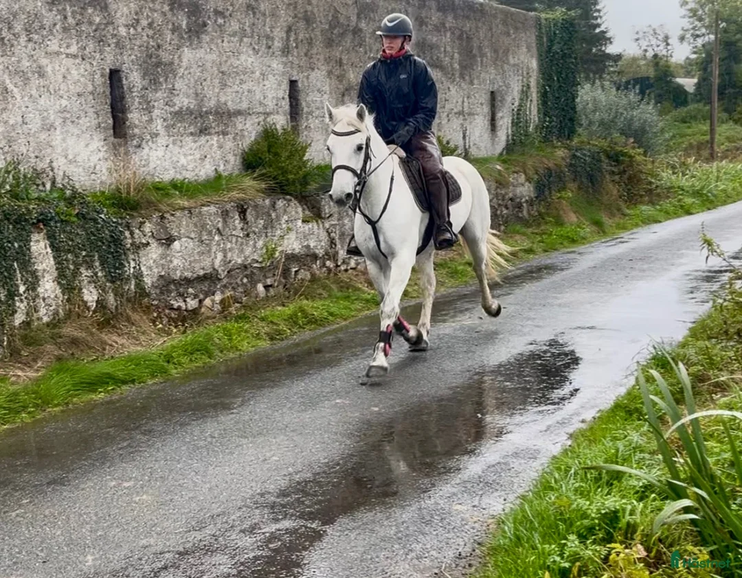 Allround hästar till salu: 5yo Connemara gelding - Annons 2