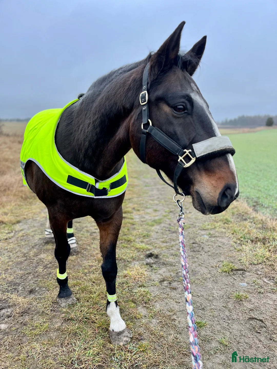 Allround hästar till salu: Skogsmulle/hobby - Annons 4