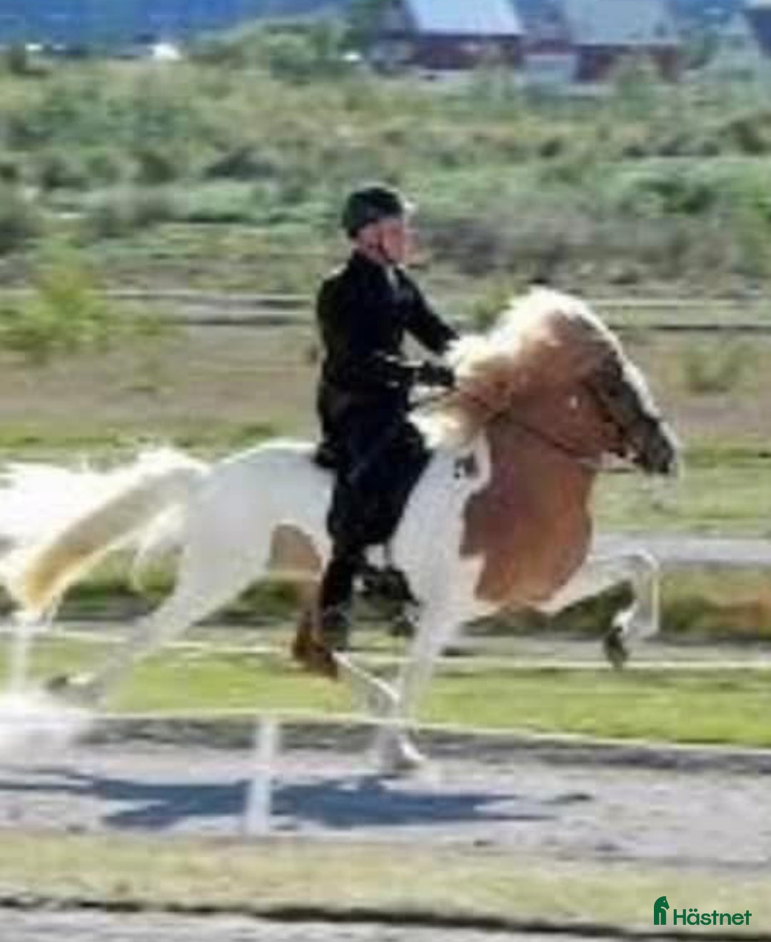 Island hästar till salu: utryckfullt hingstföl i Falun - Annons 6