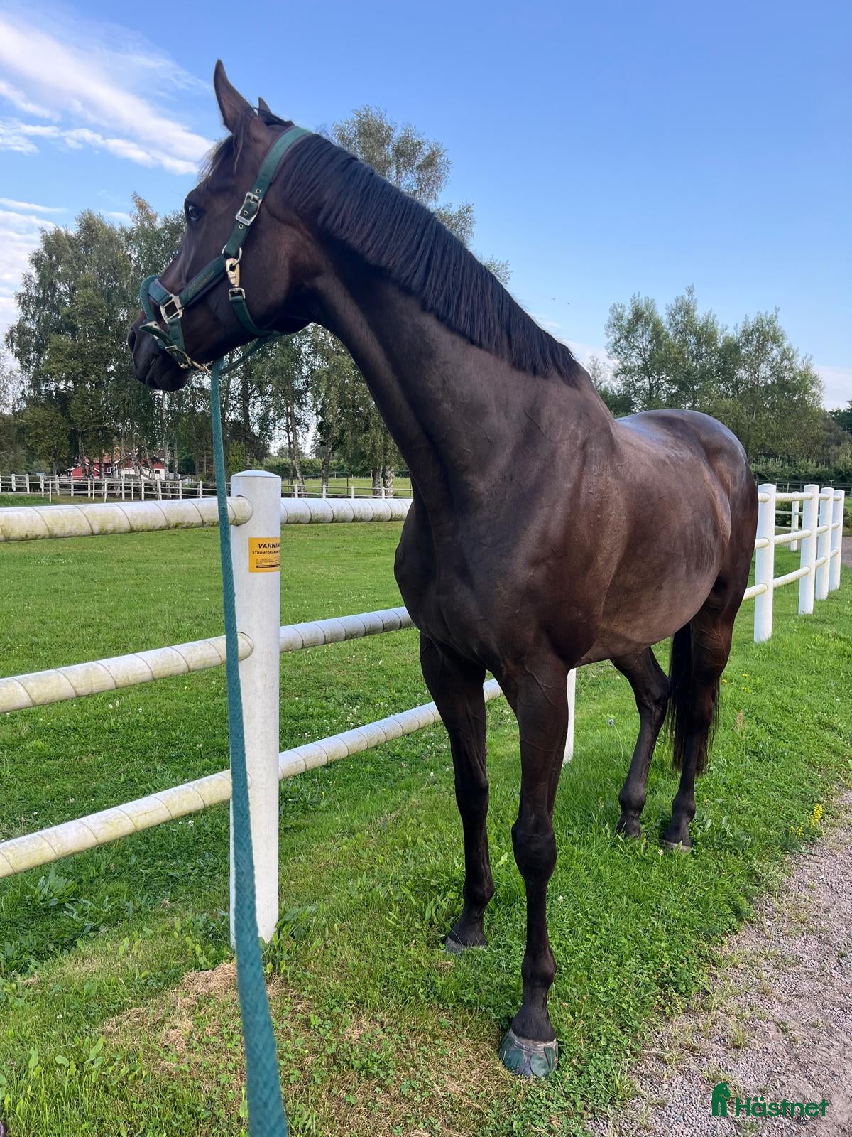  hästar Sund häst för fälttävlan  i Onsala - Annons 4