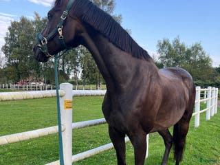 hästar Sund häst för fälttävlan i Onsala - Annons 4