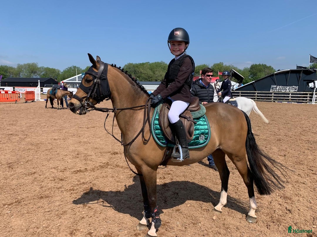 Hoppning hästar till salu: Top 128 pony, record to 1m!!!  i Stockholm - Bild 10