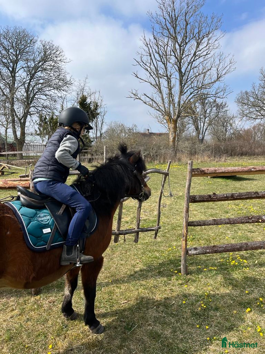 Hoppning hästar till salu: Ponnyn som älskar att jobba - Annons 10