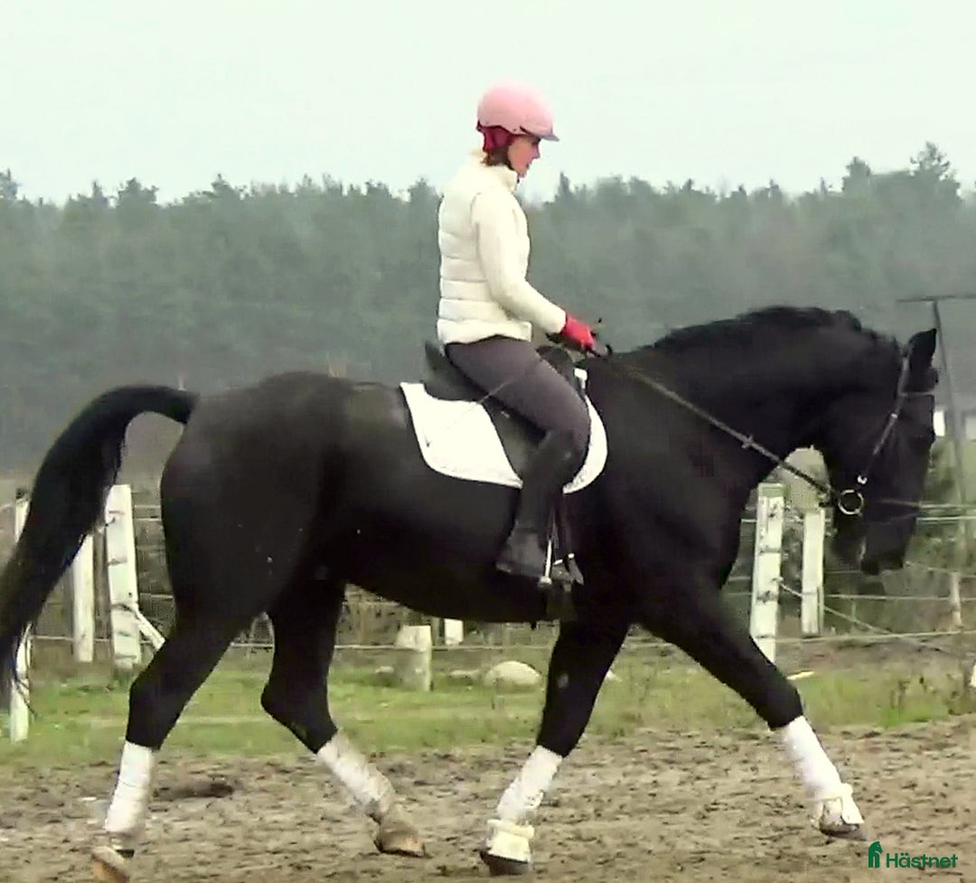 Allround hästar till salu: Fantastic Silesian horse for Christmas time i Örsundsbro - Annons 4