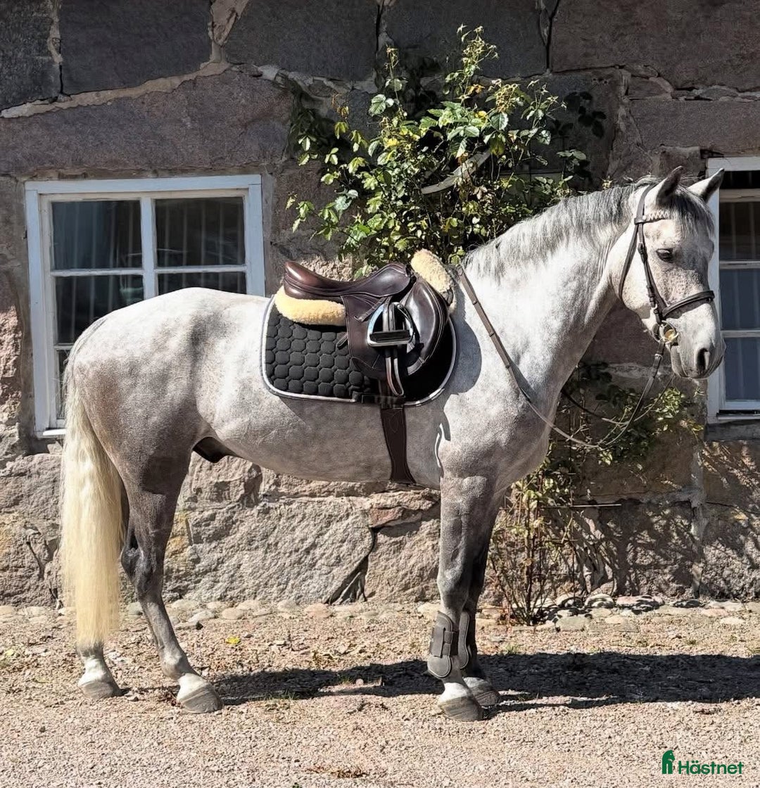 Allround hästar till salu: 6åring med kapacitet i Ingelstad - Annons 1