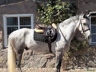 Allround hästar till salu: 6åring med kapacitet i Ingelstad - Annons 1