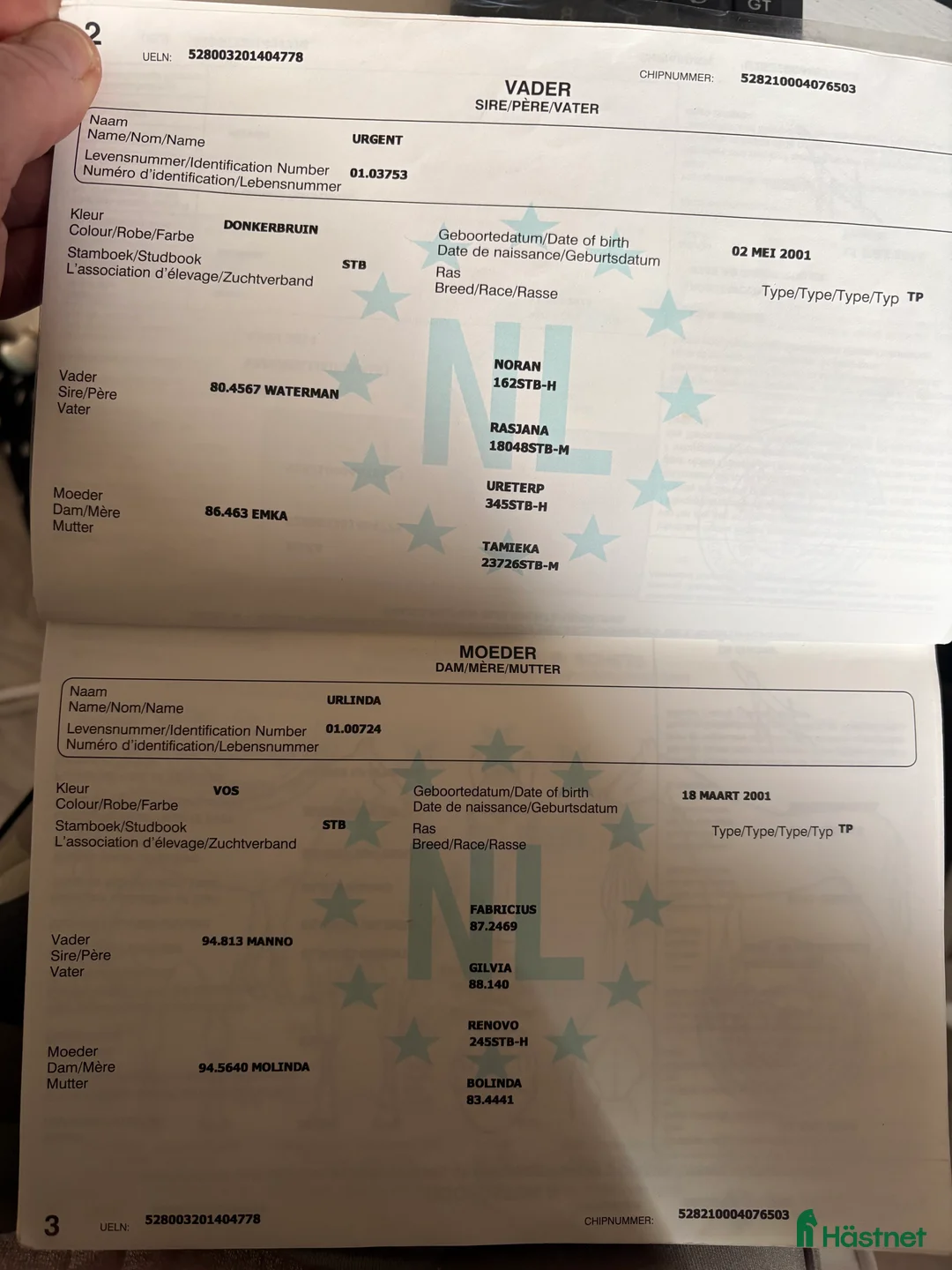 Avelshästar hästar till salu: Avelssto - Annons 2