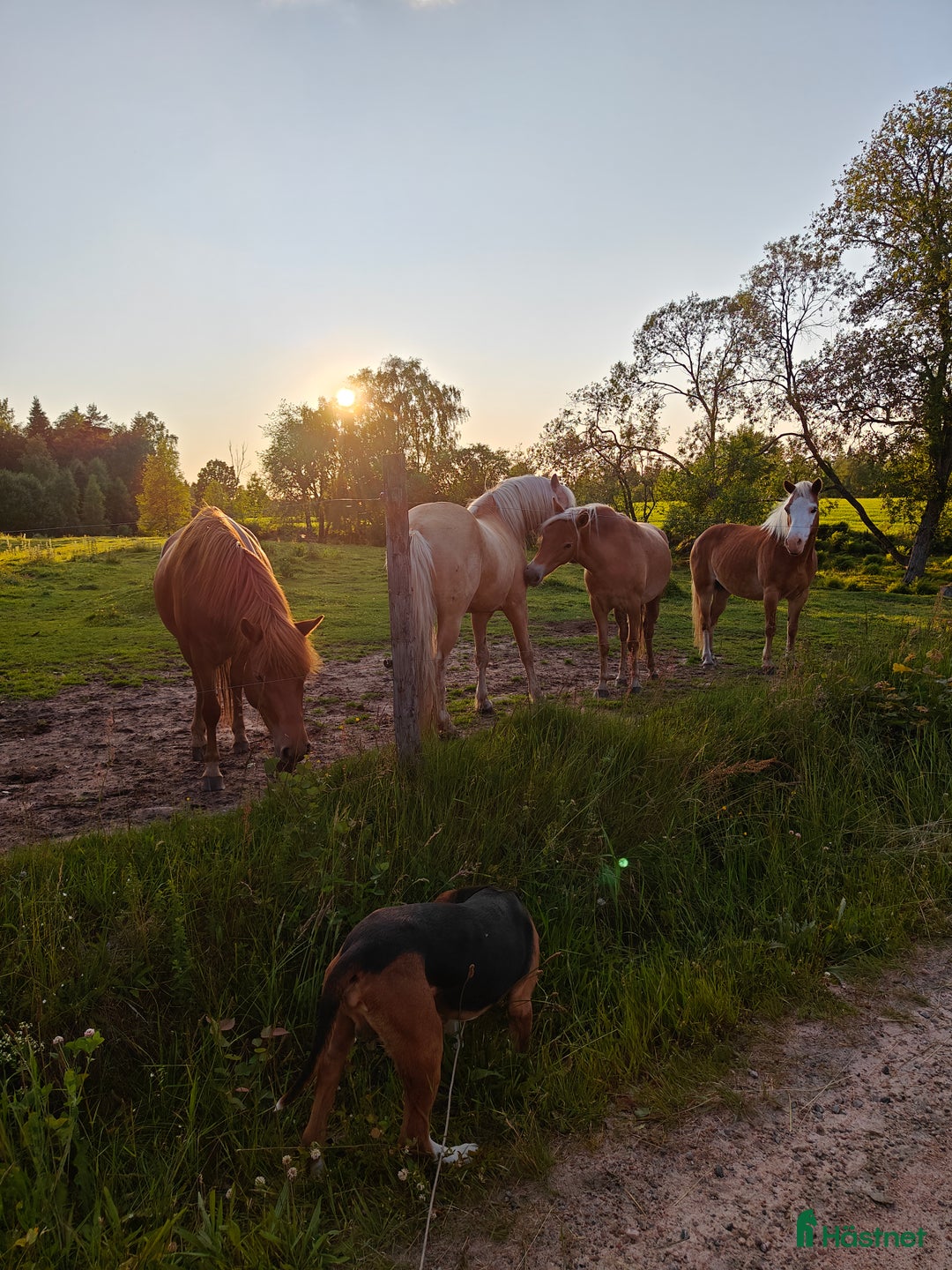 Allround hästar till salu: Xanté KL 752 i Holsljunga - Annons 4