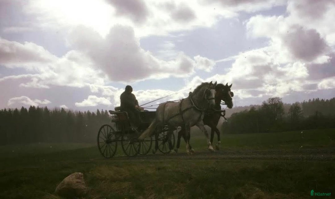  stallplats finnes: Stallplatser, gård eller arrende sökes! i Ljungsbro - Annons 3