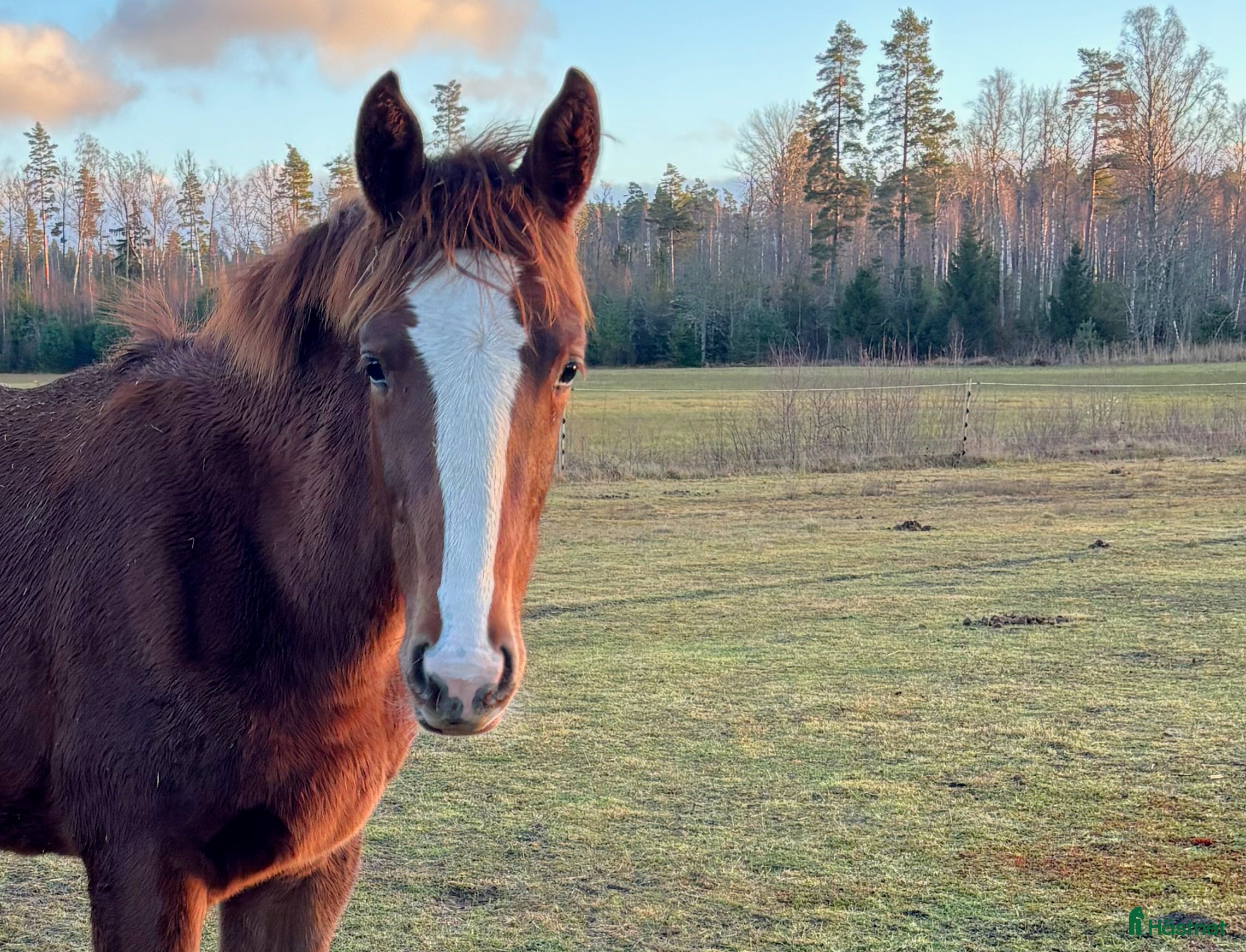  hästar Åring e Janeiro de Bieville med utstrålning! - Annons 10