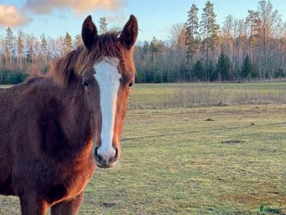 hästar Åring e Janeiro de Bieville med utstrålning! - Annons 7