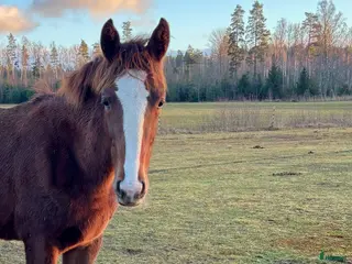 hästar Åring e Janeiro de Bieville med utstrålning! - Annons 10