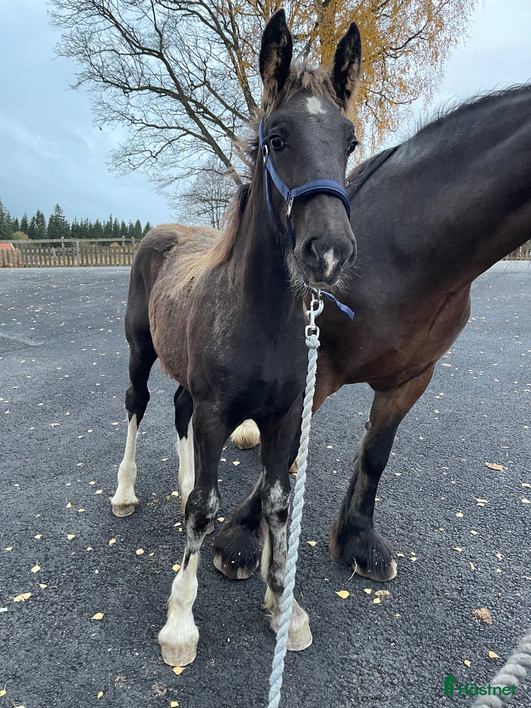 Avelshästar hästar till salu: Fin shire hingst  i Lekeryd - Annons 12
