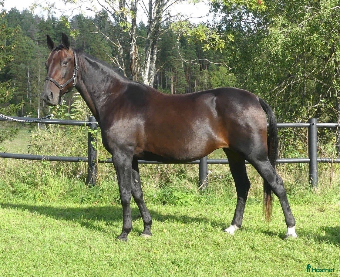  hästar Fölsto  i Stockholm - Annons 5