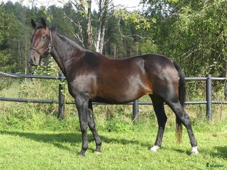 hästar Fölsto i Stockholm - Annons 1