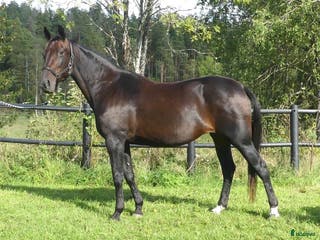 hästar Fölsto i Stockholm - Annons 6