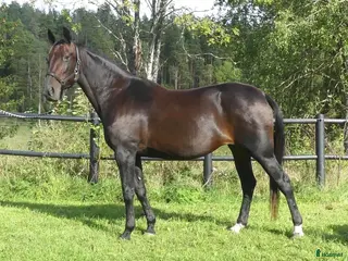 hästar Fölsto i Stockholm - Annons 11