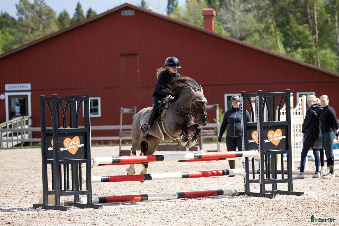 Allround hästar till salu: Ponny med egen vilja söker nytt hem  - Annons 1