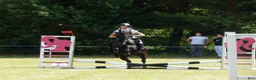 Allround hästar till salu: Perfect pony for sale - Annons 3