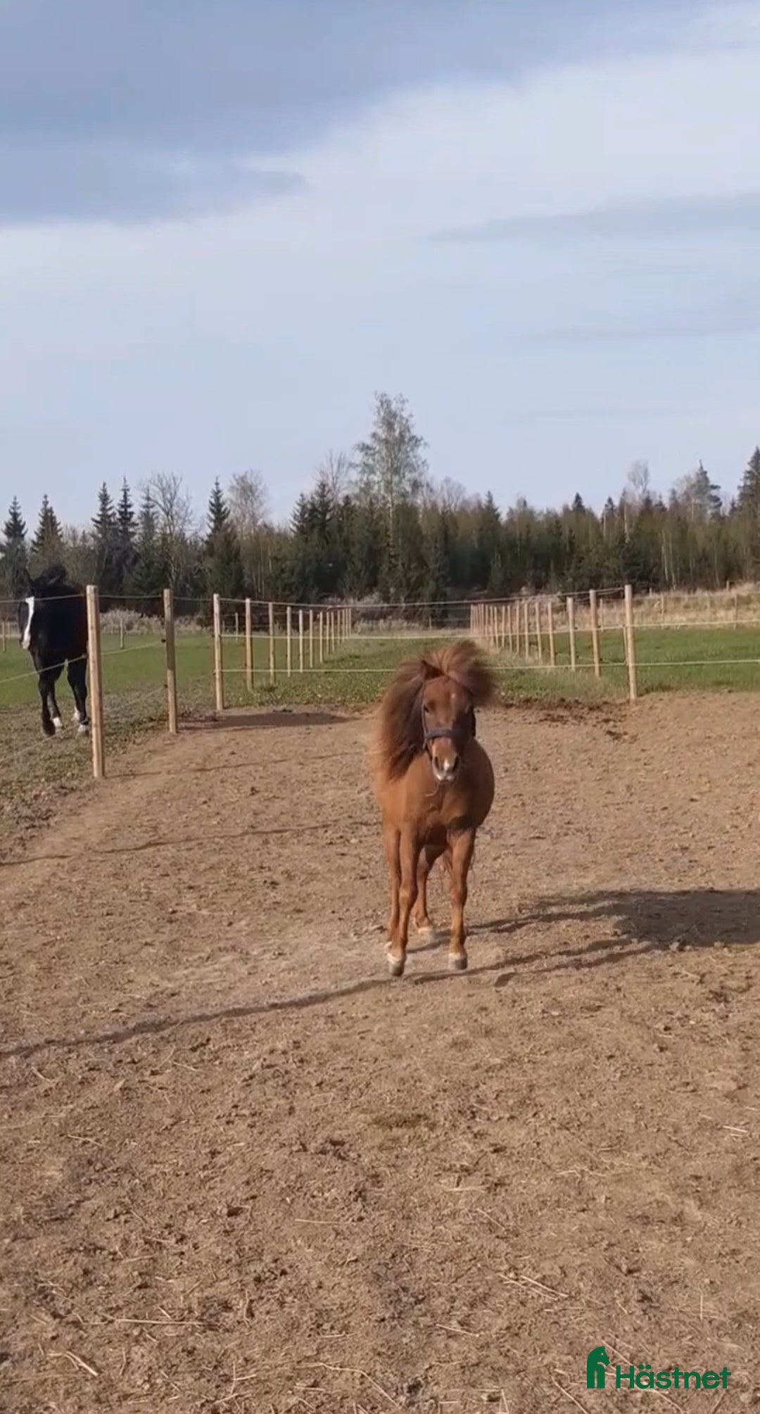 Övrigt hästar till salu: Vackert miniatyrhäst sto! i Örsundsbro - Annons 2