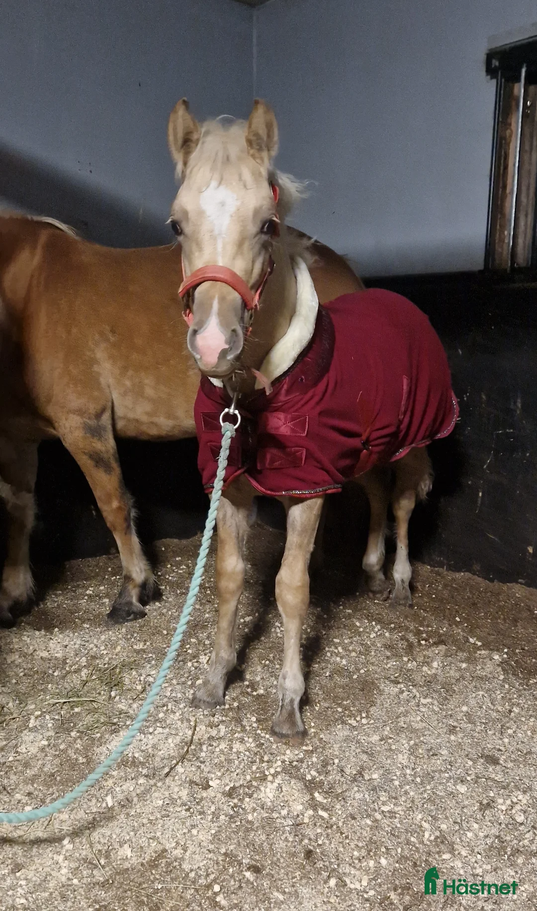 Allround hästar till salu: Rainbow in the Dark  i Bollstabruk - Annons 5