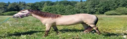 Övrigt hästar till salu: Trevlig valack  - Annons 3