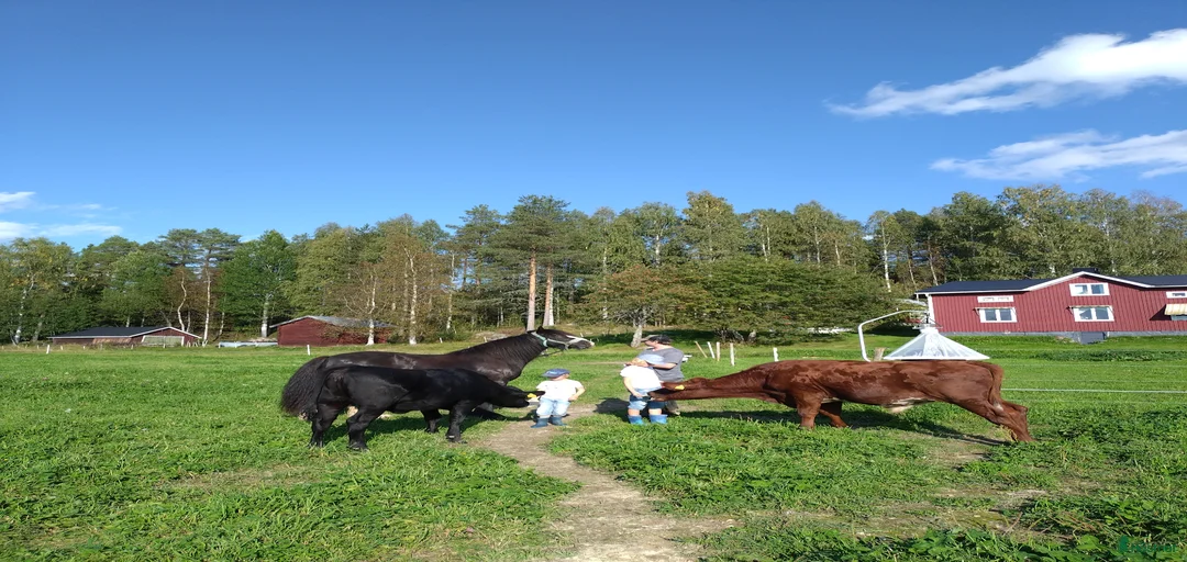 Galleribild {{count}}